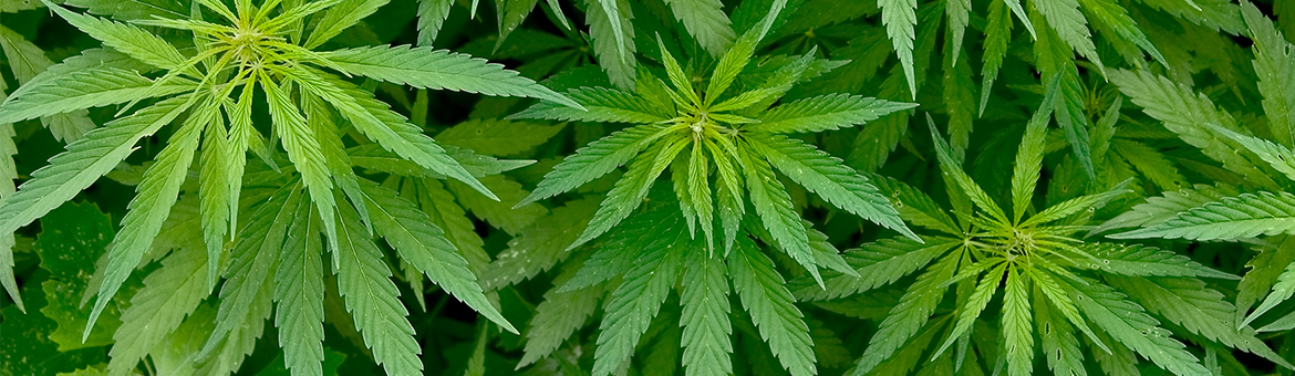 startup cannabis legal